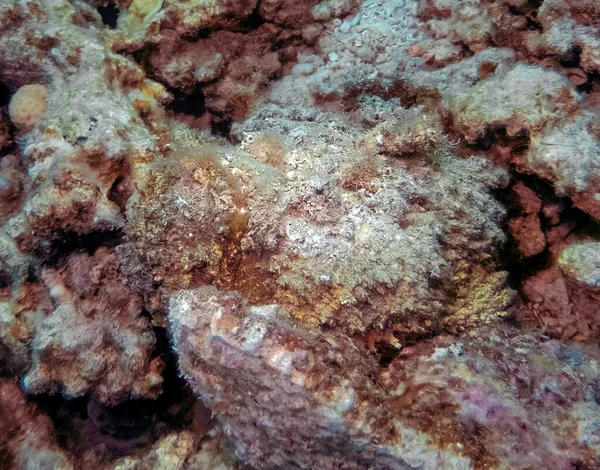 紅海のリーフストーンフィッシュ Synanceia Verrucosa — ストック写真