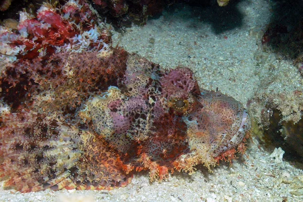 Scorfano Testato Scorpaenopsis Oxycephalus Nel Mar Rosso Egitto — Foto Stock