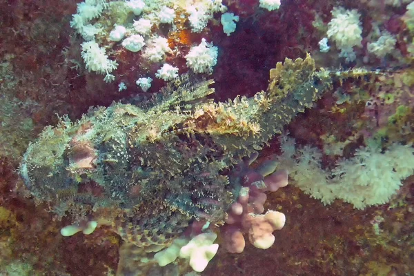 Een Flathead Scorpionfish Scorpaenopsis Oxycephalus Rode Zee Egypte — Stockfoto