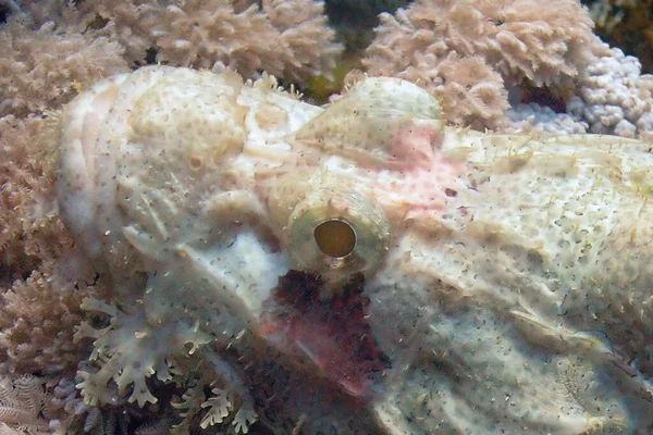 埃及红海的一种有胡须的天蝎鱼 天蝎鱼 — 图库照片