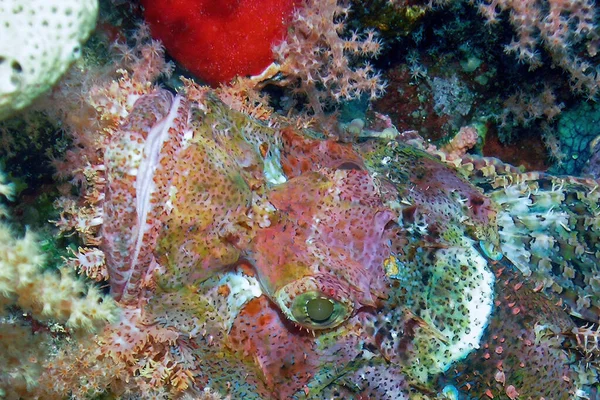 エジプト紅海のフラットヘッド スコーピオンフィッシュ Scorpaenopsis Oxycephalus — ストック写真