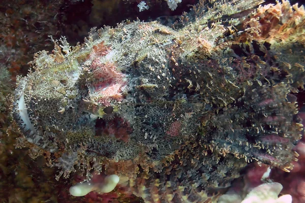Flathead Scorpionfish Scorpaenopsis Oxycephalus Mar Vermelho Egito — Fotografia de Stock