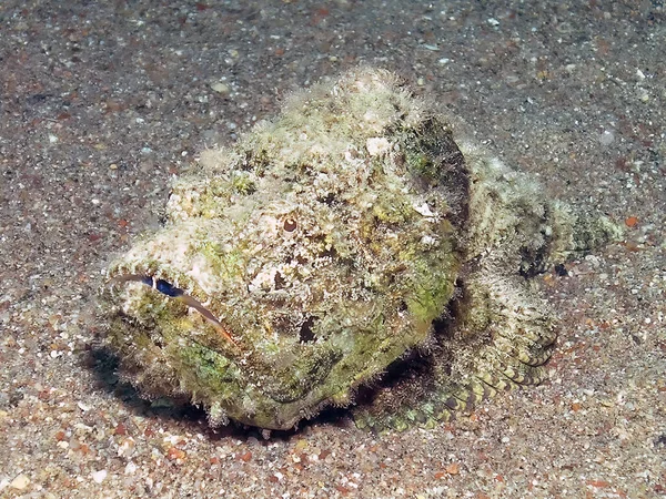 Devil Scorpionfish Scorpaenopsis Diabolus Красном Море — стоковое фото