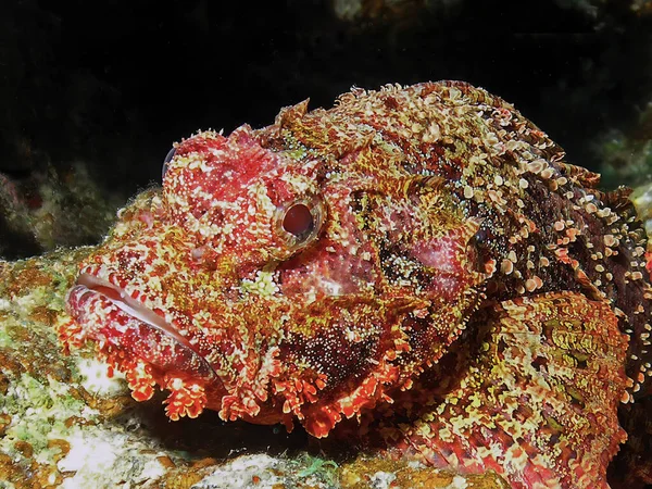 Pez Escorpión Barbudo Scorpaenopsis Barbata Mar Rojo Egipto —  Fotos de Stock