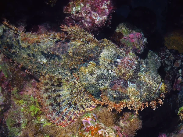 Flathead Scorpionfish Scorpaenopsis Oxycephalus Красном Море Египет — стоковое фото