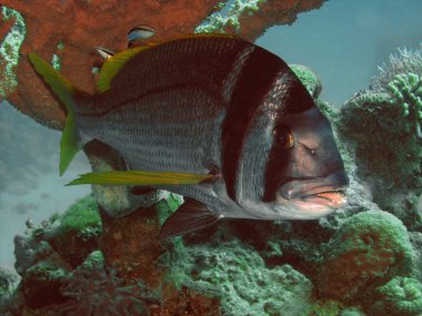 Kızıl Deniz 'de Twobar Seabream (Acanthopagrus bifasciatus), Mısır