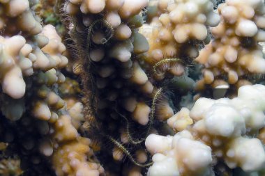 Bir Kırılgan Deniz Yıldızı (Ophiuroidea sp.) Kızıl Deniz 'de