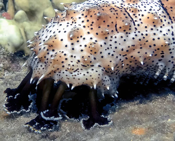 Чернопятнистый Морской Огурец Pearsonothuria Feffei Красном Море Египет — стоковое фото
