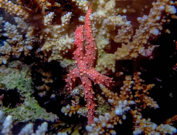 Uma Estrela Mar Egípcio Gomophia Egyptiaca Mar Vermelho — Fotografia de Stock