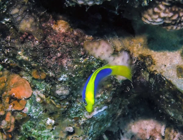 Een Yellowback Dottyback Pseudochromis Flavivertex Rode Zee Egypte — Stockfoto
