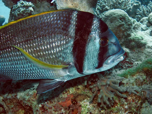 Twobar Seabream Acanthopagrus Bifasciatus Morzu Czerwonym Egipt — Zdjęcie stockowe