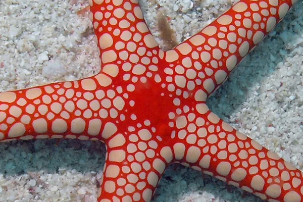 埃及红海中的一颗珍珠海星 Fromia Monilis — 图库照片