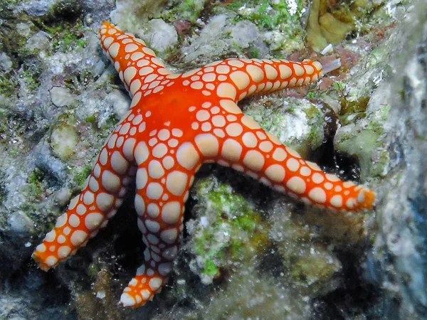 Uma Estrela Mar Pérola Fromia Monilis Mar Vermelho Egito — Fotografia de Stock