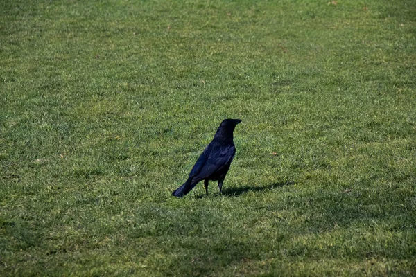 Common Raven Corvus Corax Egy Suffolki Parkban Egyesült Királyság — Stock Fotó