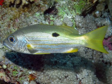 Ehrensberg Snapper (Lutjanus ehrenbergii) Kızıl Deniz, Mısır 