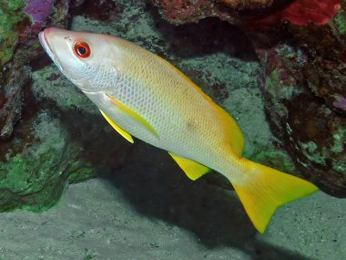 Kızıl Deniz, Mısır 'da Tek Nokta Snapper (Lutjanus monostigma)    