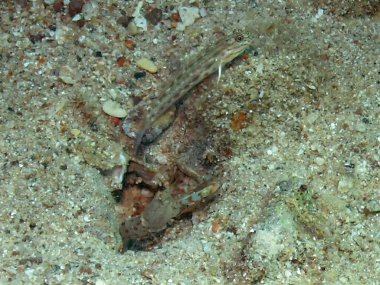 Kızıl Deniz, Mısır 'da bir Goby ve Karides ortağı