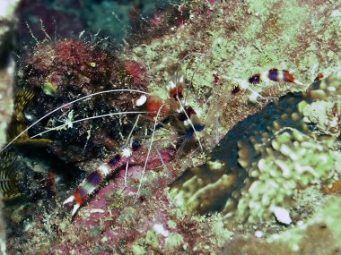 Kızıl Deniz, Mısır 'da bir Banded Boxer Karidesi (Stenopus hispidus)