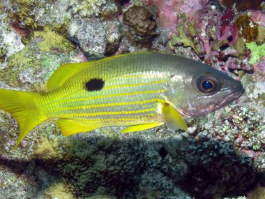 Ehrensberg Snapper (Lutjanus ehrenbergii) Kızıl Deniz, Mısır 