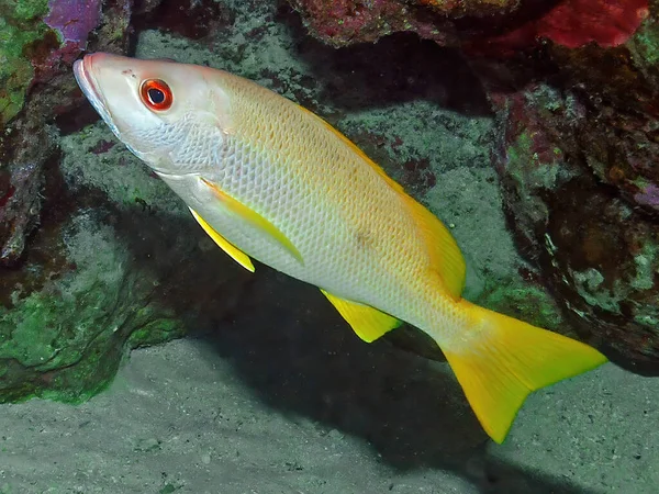 Snapper Lutjanus Monostigma Morzu Czerwonym Egipt — Zdjęcie stockowe