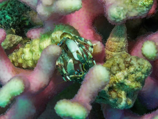 埃及红海的一只隐士蟹 — 图库照片