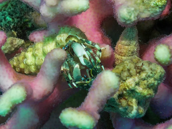 Crabe Ermite Dans Mer Rouge Égypte — Photo