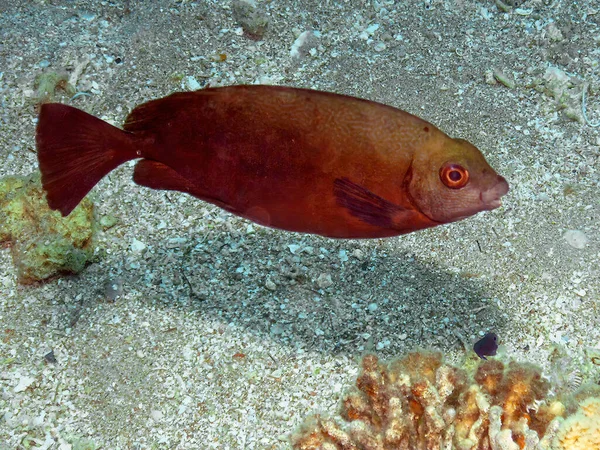 Dusky Rabbitfish Siganus Luridus Morzu Czerwonym Egipt — Zdjęcie stockowe