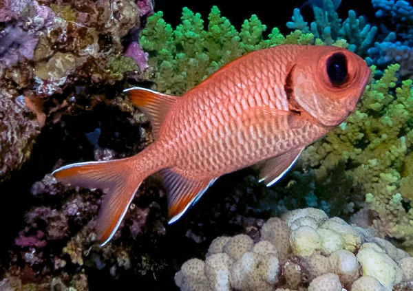 Een Witte Soldaatvis Myripristis Murdjan Rode Zee Egypte — Stockfoto