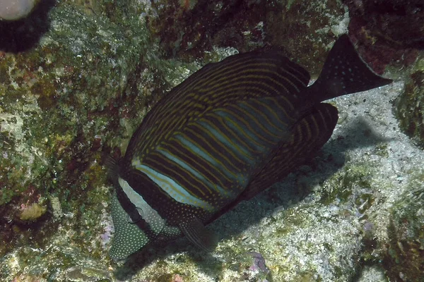 Sebuah Sailfin Tang Zebrasoma Veliferum Laut Merah Mesir — Stok Foto