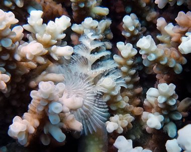 Kızıl Deniz 'de bir Noel Ağacı Solucanı (Spirobranchus giganteus)