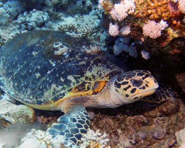 Kızıl Deniz 'de bir Şahin gagalı Deniz Kaplumbağası (Eretmochelys imbricata)