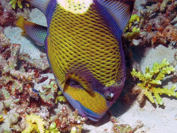 Tytan Triggerfish Balistoides Viridescens Morzu Czerwonym — Zdjęcie stockowe