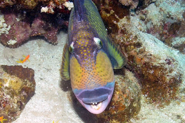 Triggerfish Titan Balistoides Viridescens Mar Vermelho — Fotografia de Stock