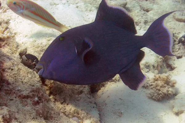 Blue Triggerfish Pseudobalistes Fuscus Mar Vermelho Egito — Fotografia de Stock