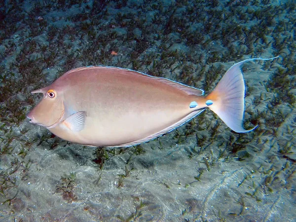 Bluespine Unicornfish Naso Unicornis Mar Vermelho Egito — Fotografia de Stock
