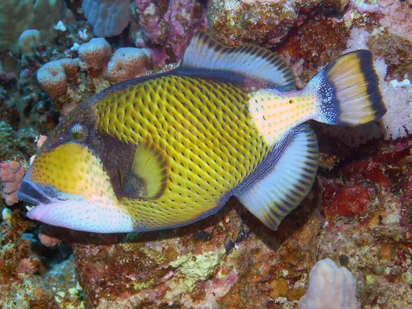 Tytan Triggerfish Balistoides Viridescens Morzu Czerwonym — Zdjęcie stockowe