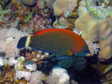 Kızıl Deniz, Mısır 'da Keskindiş Yolu (Psuedodax moluccanus)
