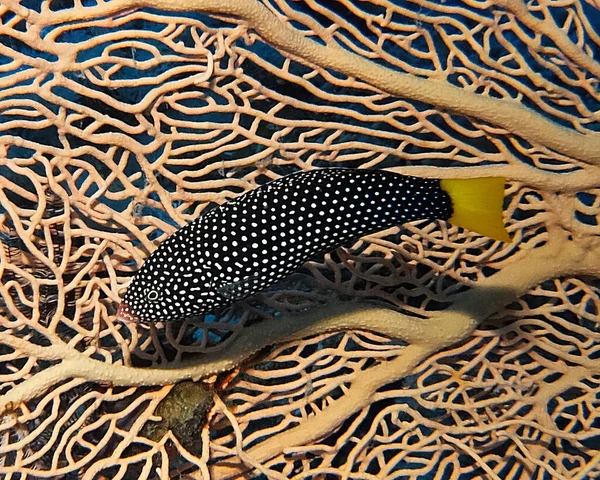 Yellowtail Wrasse Anampses Meleagrides Mar Vermelho Egito — Fotografia de Stock