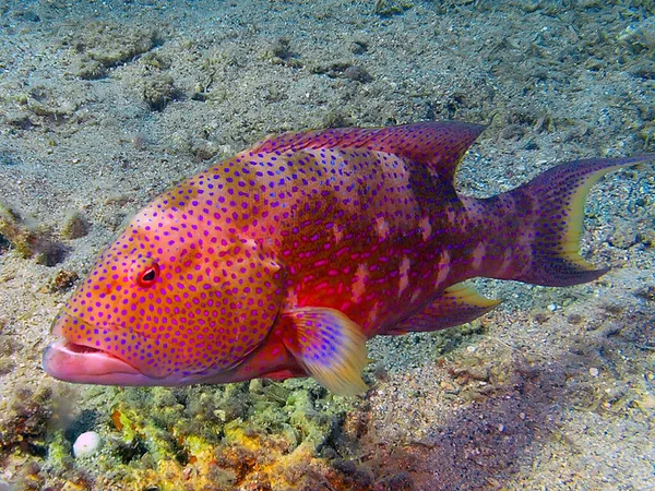 Kızıl Deniz Mısır Bir Lypertail Grouper Variola Louti — Stok fotoğraf