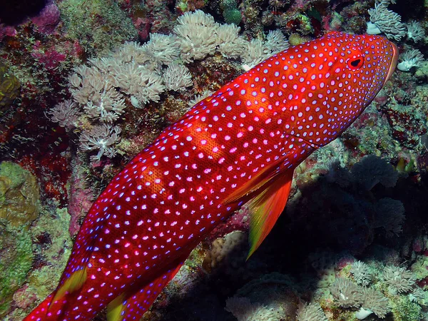Kızıl Deniz Mısır Bir Lypertail Grouper Variola Louti — Stok fotoğraf