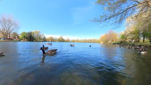 Videobeelden Van Canadese Ganzen Branta Canadensis Een Meer Suffolk — Stockvideo