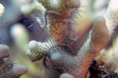 Bir Kırılgan Deniz Yıldızı (Ophiuroidea sp.) Kızıl Deniz 'de