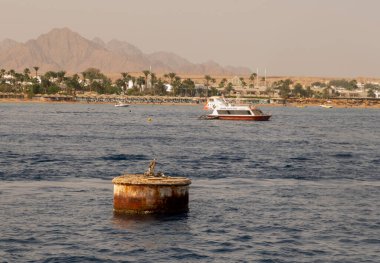 Sharm el Sheikh, Mısır 'da bir Osprey (Pandion haliaetus) yuvası
