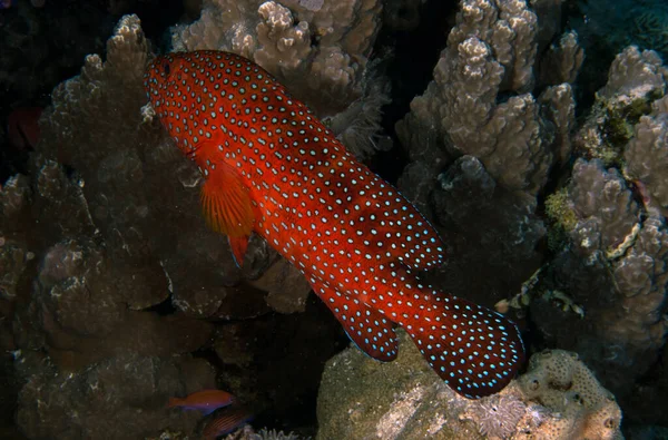 Agrupador Coral Cephalopholis Miniata Mar Rojo Egipto —  Fotos de Stock