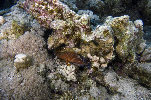 Koral Grouper Cephalopholis Miniata Morzu Czerwonym Egipt — Zdjęcie stockowe