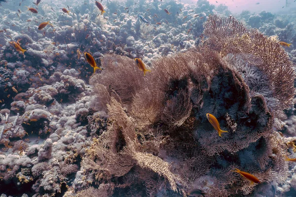 Eventails Géants Mer Gorgonienne Subergorgia Hicksoni Dans Mer Rouge Égypte — Photo