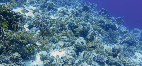 Rafy Koralowe Morzu Czerwonym Egipt — Zdjęcie stockowe