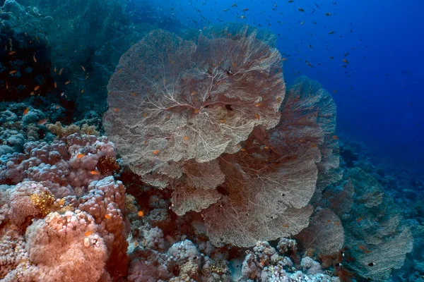 Abanicos Gigantes Del Mar Gorgoniano Subergorgia Hicksoni Mar Rojo Egipto —  Fotos de Stock