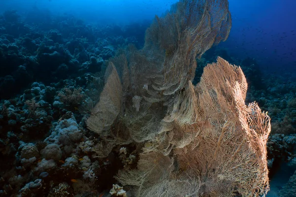 Abanicos Gigantes Del Mar Gorgoniano Subergorgia Hicksoni Mar Rojo Egipto — Foto de Stock