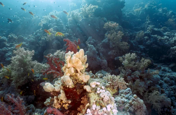 Arrecifes Coral Mar Rojo Egipto —  Fotos de Stock